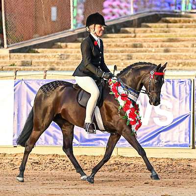 A great Newcomer Year for Celeste