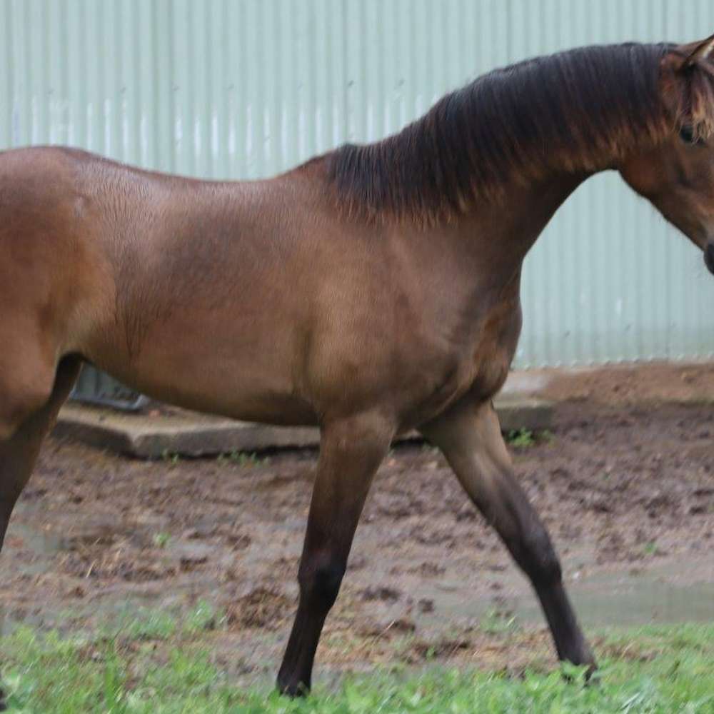 Carlingford Park Darya-Ye Noor