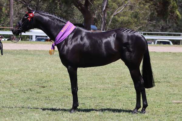 Carlingford Park Sweet Surrender (Sia)