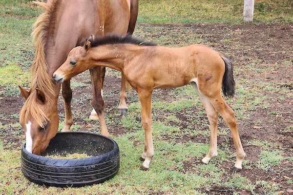 Carlingford Park Titanium