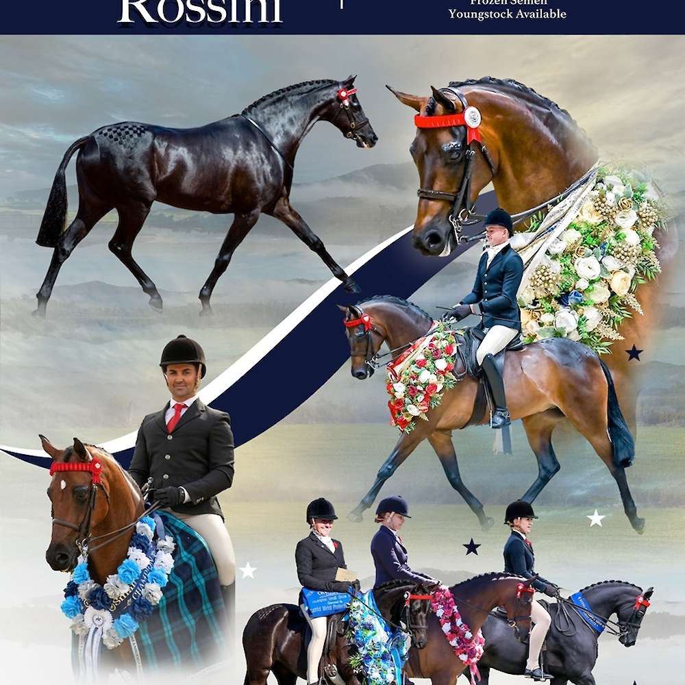 Royalwoood Rossini (exp NZ) at stud in 2024 -Frozen Semen