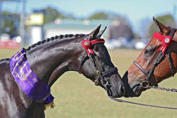 Carlingford Park Sophia Loren (Sophia)