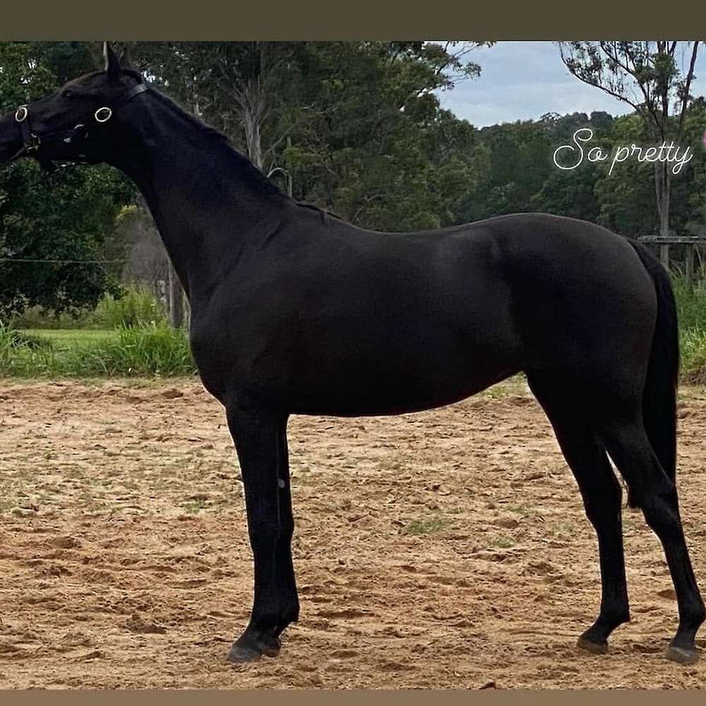 Carlingford Park De Amore