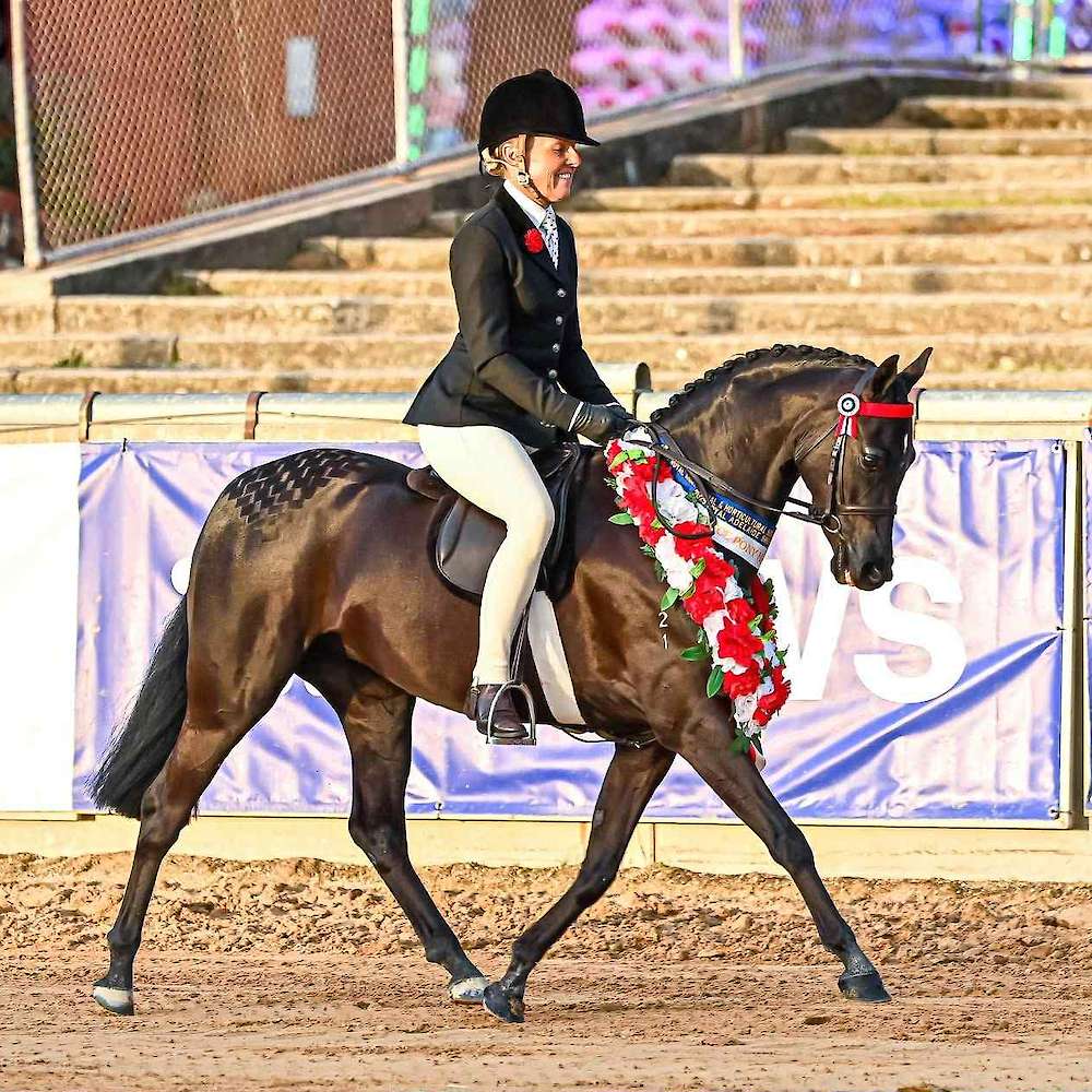 A great Newcomer Year for Celeste